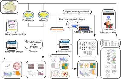 Deciphering Risperidone-Induced Lipogenesis by Network Pharmacology and Molecular Validation